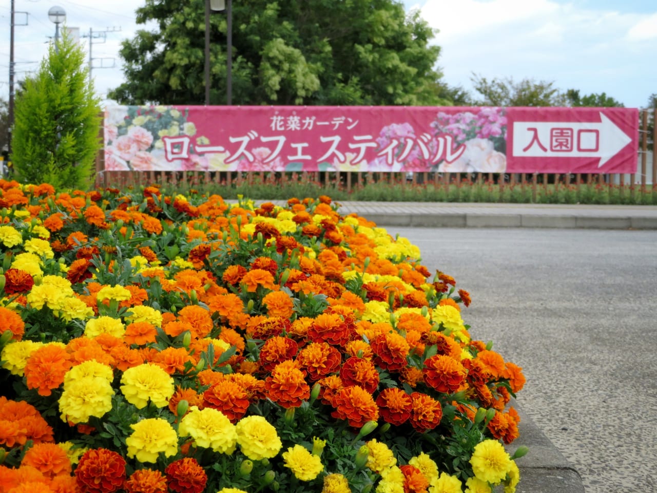 平塚市寺田縄 花菜ガーデンでローズフェスティバル開催中 秋のバラは約1 050種類 号外net 平塚市