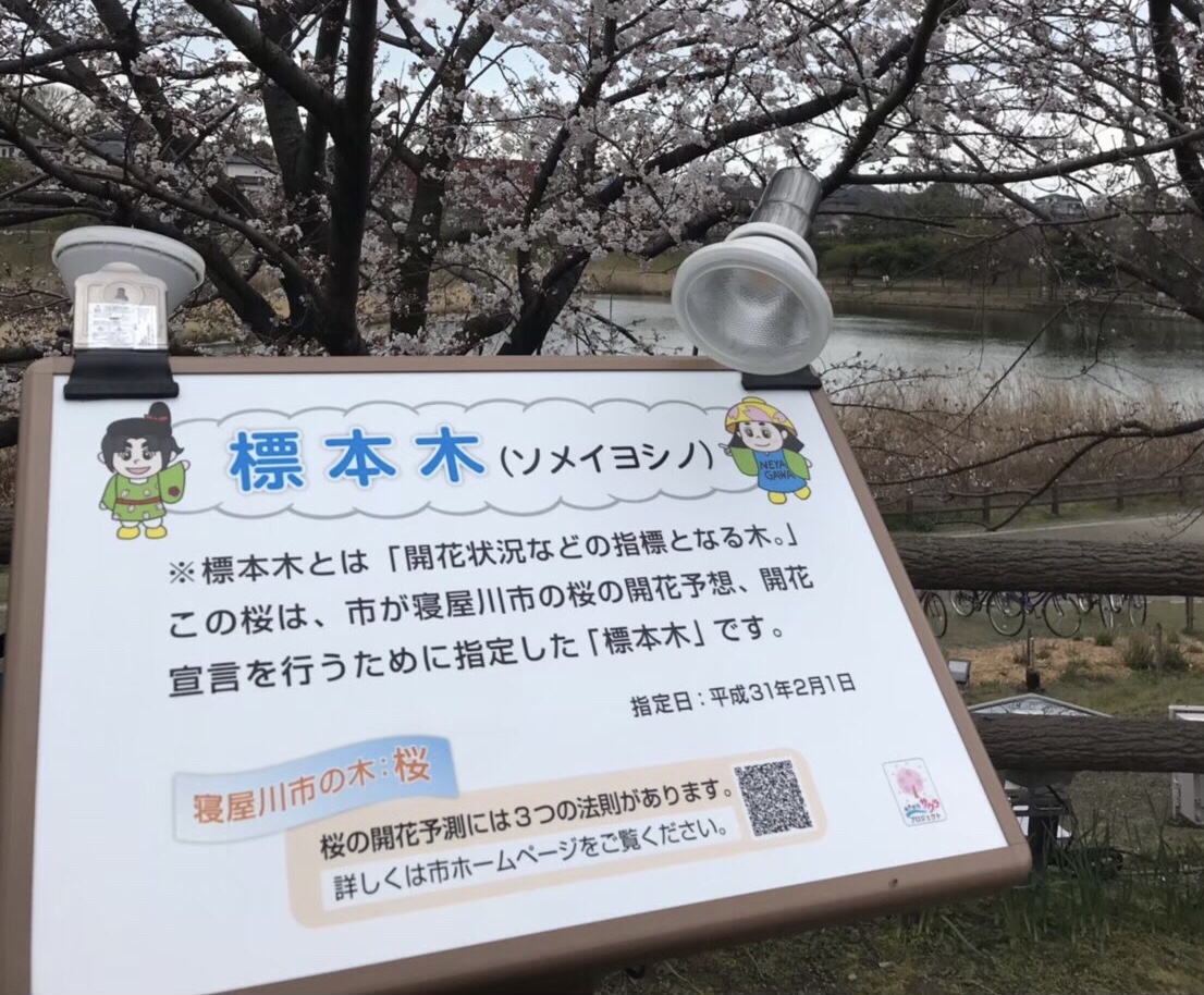 hyoujynnboku 標準木