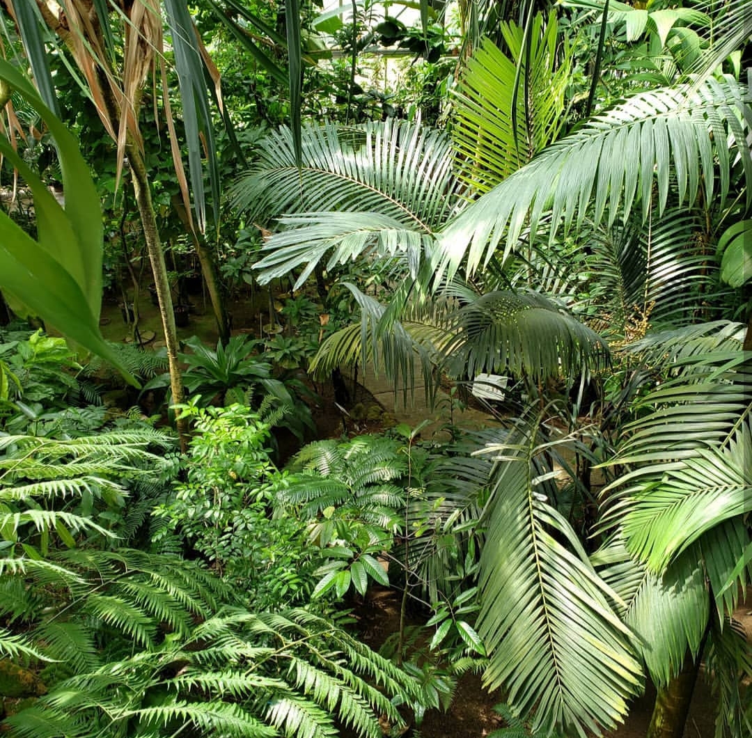 つくば市 文化の日の11月3日は 筑波実験植物園入園料が無料になるそうです 号外net つくば市