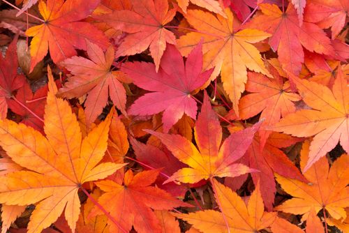 つくば市 10月下旬から紅葉シーズン 第１７回筑波山もみじまつりが11月1日 金 12月1日 日 で開催されます 号外net つくば市